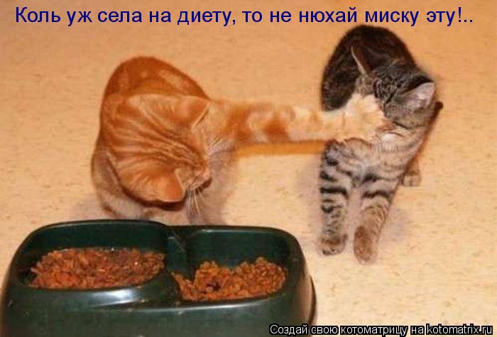 Коль уж села на диету, то не нюхай миску эту!..... Котоматрица: Коль уж села на диету, то не нюхай миску эту!..