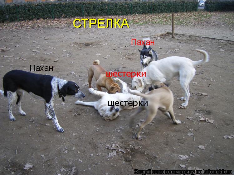 Пахан шестерки шестерки Пахан СТРЕЛКА... Котоматрица: Пахан шестерки шестерки Пахан СТРЕЛКА