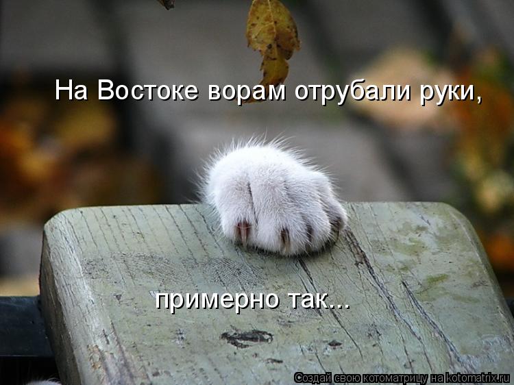 На Востоке ворам отрубали руки, примерно так...... Котоматрица: На Востоке ворам отрубали руки, примерно так...