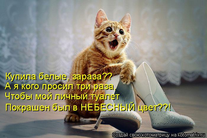 Купила белые, зараза?? А я кого просил три раза, Чтобы мой личный туалет Покрашен был в НЕБЕСНЫЙ цвет... Котоматрица: Купила белые, зараза?? А я кого просил три раза, Чтобы мой личный туалет Покрашен был в НЕБЕСНЫЙ цвет??!