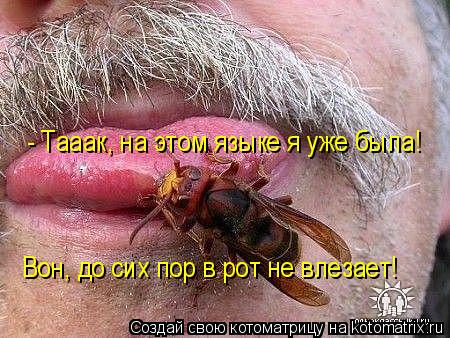 - Тааак, на этом языке я уже была! Вон, до сих пор в рот не влезает!... Котоматрица: - Тааак, на этом языке я уже была! Вон, до сих пор в рот не влезает!