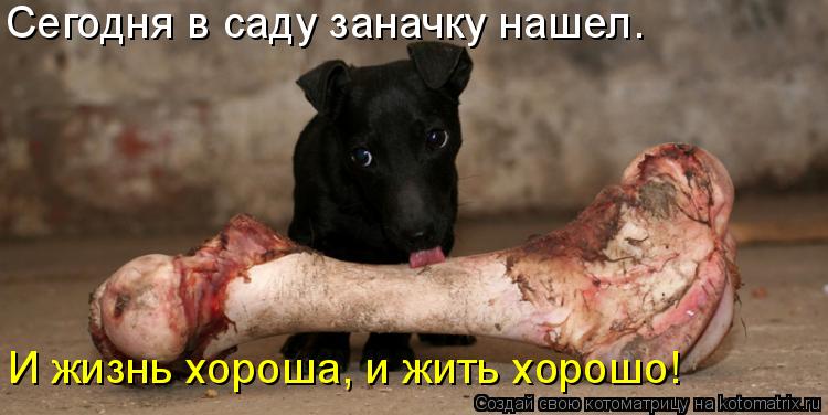 Сегодня в саду заначку нашел. И жизнь хороша, и жить хорошо!... Котоматрица: Сегодня в саду заначку нашел. И жизнь хороша, и жить хорошо!