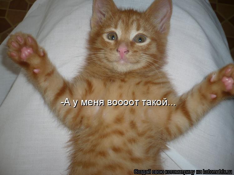 -А у меня воооот такой...... Котоматрица: -А у меня воооот такой...