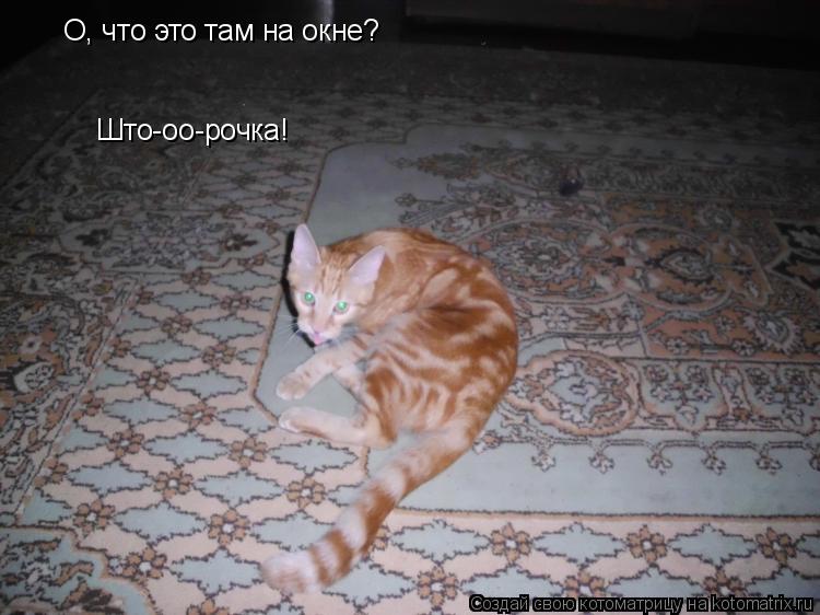 Котоматрица: О, что это там на окне? Што-оо-рочка!