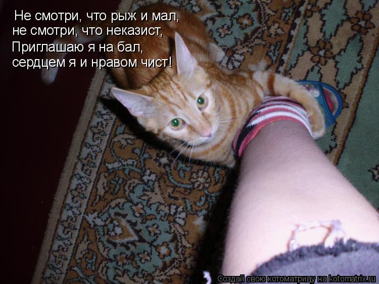 Не смотри, что рыж и мал, не смотри, что неказист, Приглашаю я на бал, сердцем я и нравом чист!... Котоматрица: Не смотри, что рыж и мал, не смотри, что неказист, Приглашаю я на бал, сердцем я и нравом чист!