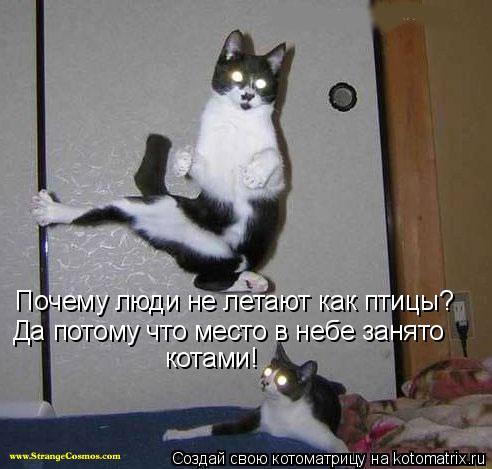 Почему люди не летают как птицы? Да потому что место в небе занято котами!... Котоматрица: Почему люди не летают как птицы? Да потому что место в небе занято котами!