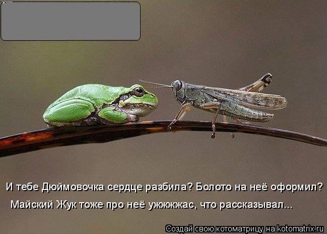 И тебе Дюймовочка сердце разбила? Болото на неё оформил? Майский Жук тоже про неё ужжжжас, что расска... Котоматрица: И тебе Дюймовочка сердце разбила? Болото на неё оформил? Майский Жук тоже про неё ужжжжас, что рассказывал...