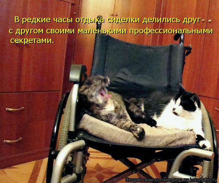 Котоматрица: В редкие часы отдыха сиделки делились друг с другом своими маленькими профессиональными секретами.