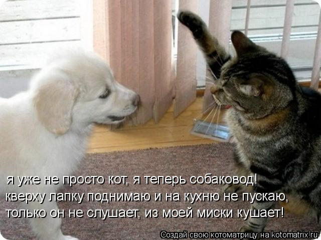 Котоматрица: я уже не просто кот, я теперь собаковод! кверху лапку поднимаю и на кухню не пускаю, только он не слушает, из моей миски кушает!