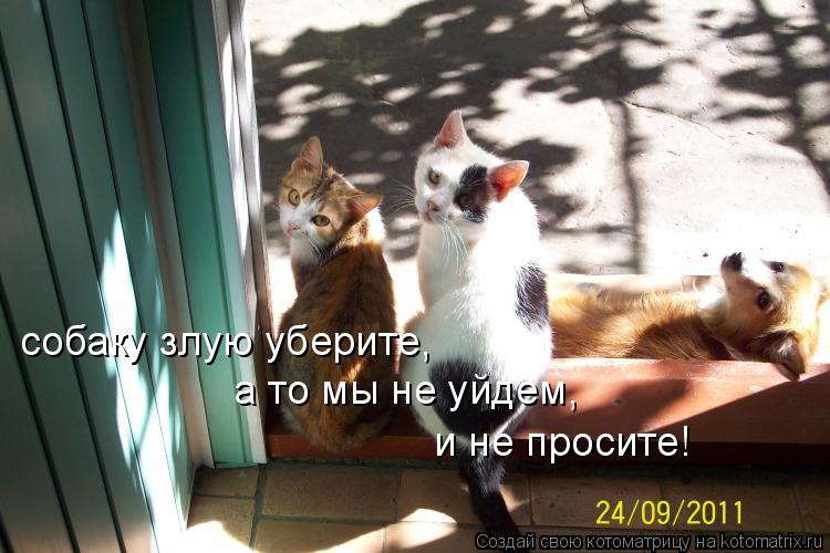 Котоматрица: собаку злую уберите, а то мы не уйдем, и не просите!