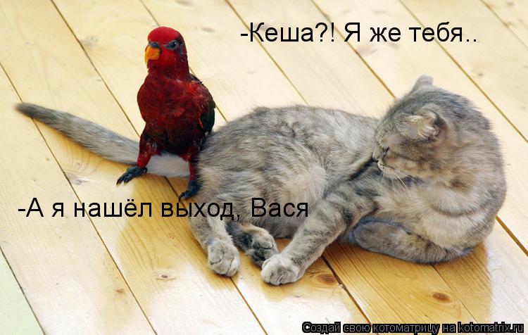 Котоматрица: -Кеша?! Я же тебя.. -А я нашёл выход, Вася