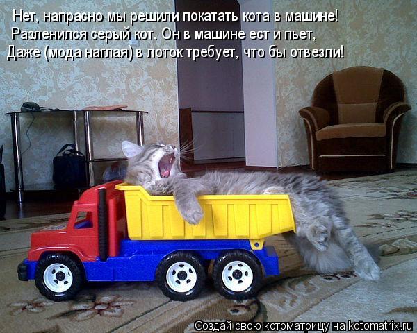 Нет, напрасно мы решили покатать кота в машине! Разленился серый кот. Он в машине ест и пьет, Даже (м... Котоматрица: Нет, напрасно мы решили покатать кота в машине! Разленился серый кот. Он в машине ест и пьет, Даже (мода наглая) в лоток требует, что бы отвезл