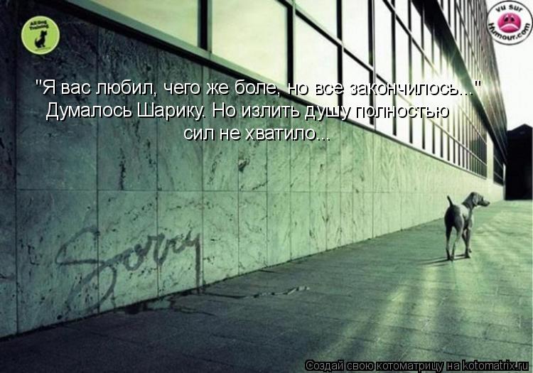 "Я вас любил, чего же боле, но все закончилось..." Думалось Шарику. Но излить душу полностью сил не х... Котоматрица: "Я вас любил, чего же боле, но все закончилось..." Думалось Шарику. Но излить душу полностью сил не хватило...