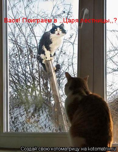Вася! Поиграем в ,,Царя лестницы,,?... Котоматрица: Вася! Поиграем в ,,Царя лестницы,,?
