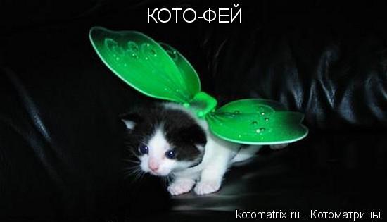 Котоматрица: КОТО-ФЕЙ