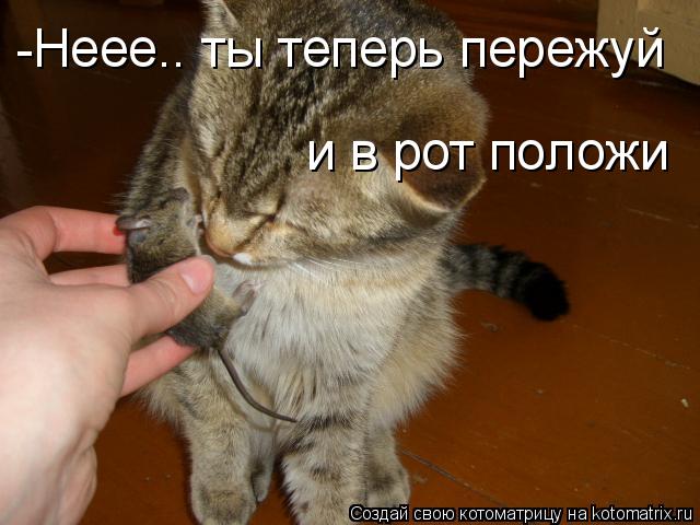 Котоматрица: -Неее.. ты теперь пережуй и в рот положи