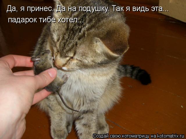Да, я принес. Да на подушку. Так я видь эта... падарок тибе хотел...... Котоматрица: Да, я принес. Да на подушку. Так я видь эта... падарок тибе хотел...