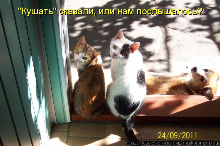"Кушать" сказали, или нам послышалось?... Котоматрица: "Кушать" сказали, или нам послышалось?