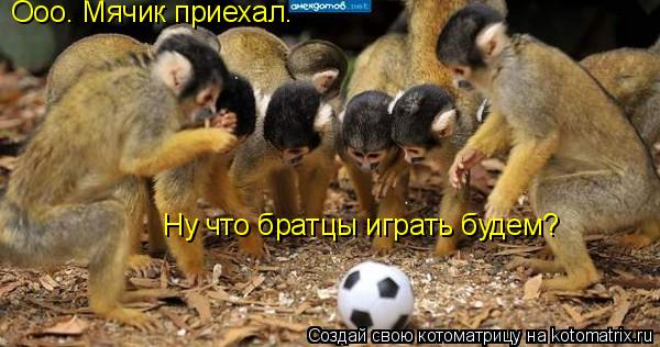 Котоматрица: Ооо. Мячик приехал.  Ну что братцы играть будем?
