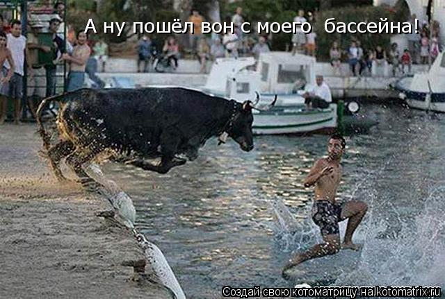 А ну пошёл вон с моего бассейна!... Котоматрица: А ну пошёл вон с моего бассейна!