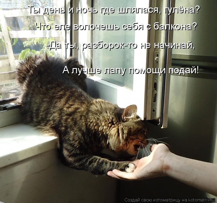 Ты день и ночь где шлялася, гулёна? Что еле волочешь себя с балкона? -Да ты, разборок-то не начинай, ... Котоматрица: Ты день и ночь где шлялася, гулёна? Что еле волочешь себя с балкона? -Да ты, разборок-то не начинай, А лучше лапу помощи подай!