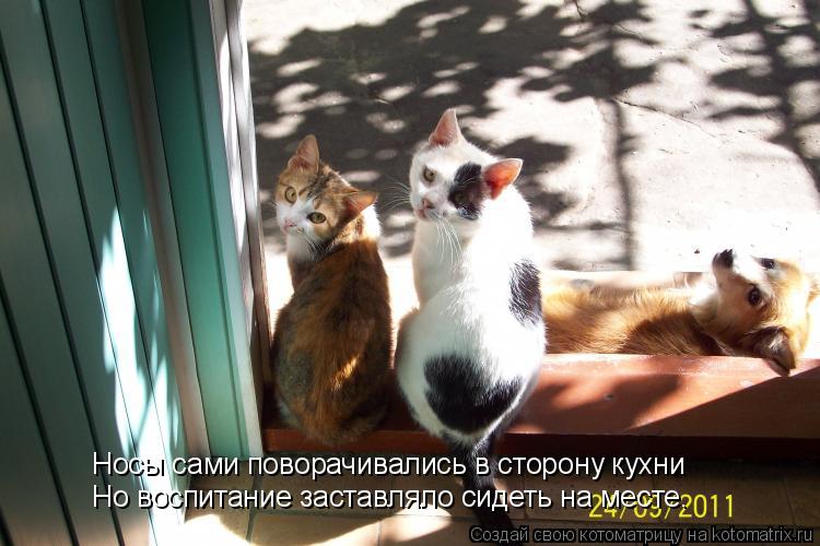 Носы сами поворачивались в сторону кухни Но воспитание заставляло сидеть на месте.... Котоматрица: Носы сами поворачивались в сторону кухни Но воспитание заставляло сидеть на месте.