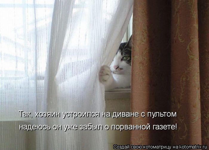 Котоматрица: Так, хозяин устроился на диване с пультом надеюсь он уже забыл о порванной газете!