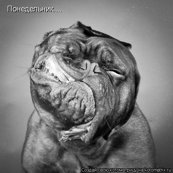 Понедельник....... Котоматрица: Понедельник....