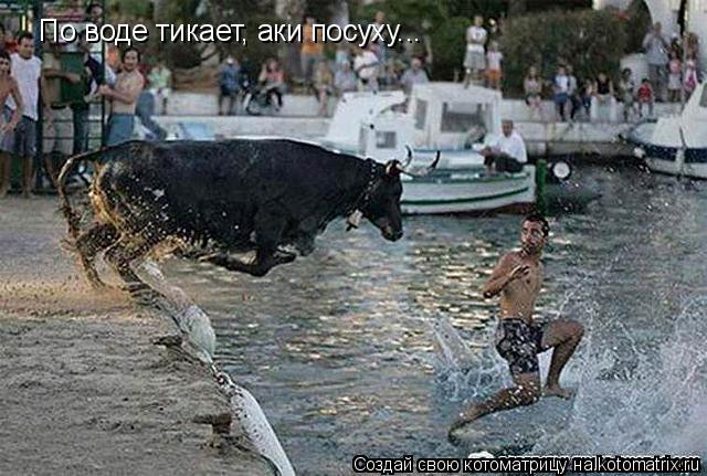 Котоматрица: По воде тикает, аки посуху...