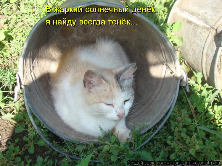 В жаркий солнечный денёк я найду всегда тенёк...... Котоматрица: В жаркий солнечный денёк я найду всегда тенёк...