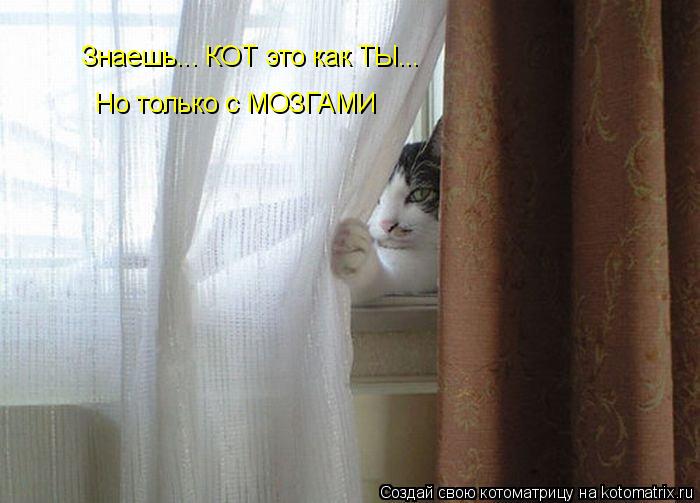 Знаешь... КОТ это как ТЫ... Но только с МОЗГАМИ... Котоматрица: Знаешь... КОТ это как ТЫ... Но только с МОЗГАМИ