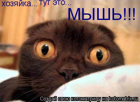хозяйка... тут это... МЫШЬ!!!... Котоматрица: хозяйка... тут это... МЫШЬ!!!