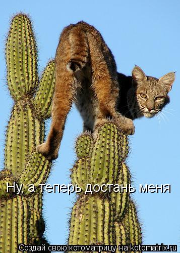 Ну, а теперь достань меня... Котоматрица: Ну, а теперь достань меня