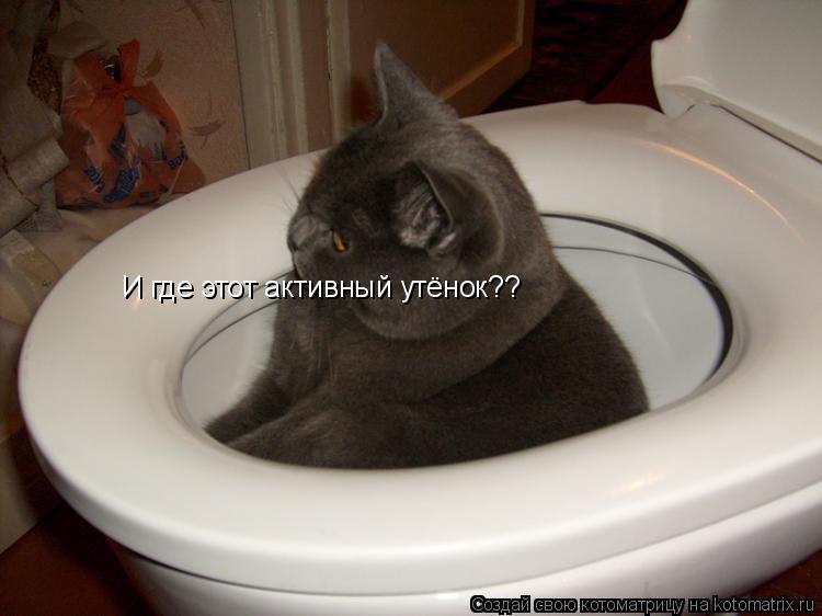 Котоматрица: И где этот активный утёнок??