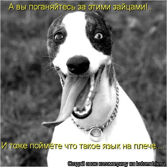 А вы поганяйтесь за этими зайцами!.. И тоже поймёте что такое язык на плече....... Котоматрица: А вы поганяйтесь за этими зайцами!.. И тоже поймёте что такое язык на плече....