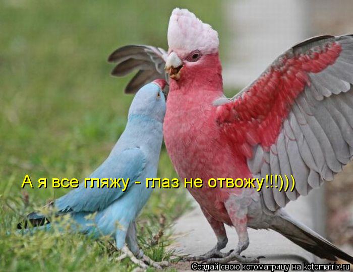А я все гляжу - глаз не отвожу!!!)))... Котоматрица: А я все гляжу - глаз не отвожу!!!)))