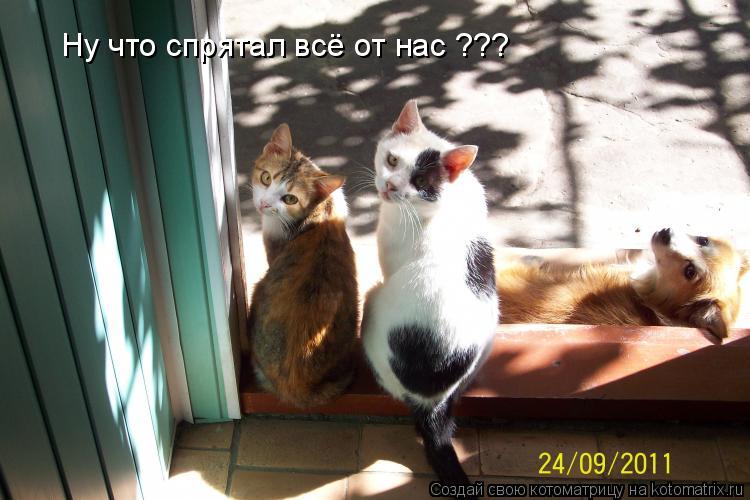 Котоматрица: Ну что спрятал всё от нас ???
