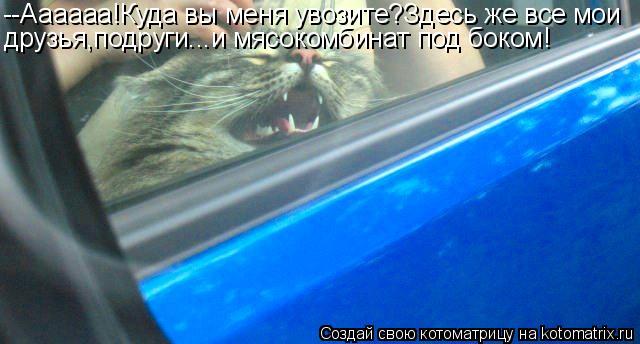 Котоматрица: --Аааааа!Куда вы меня увозите?Здесь же все мои друзья,подруги...и мясокомбинат под боком!