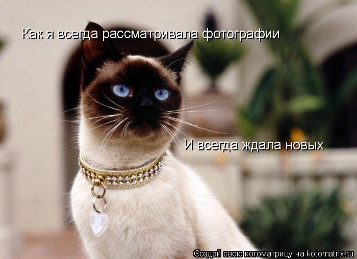 Как я всегда рассматривала фотографии И всегда ждала новых... Котоматрица: Как я всегда рассматривала фотографии И всегда ждала новых