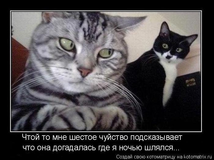 Чтой то мне шестое чуйство подсказывает что она догадалась где я ночью шлялся...... Котоматрица: Чтой то мне шестое чуйство подсказывает что она догадалась где я ночью шлялся...