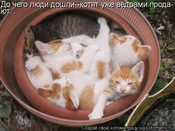 До чего люди дошли--котят уже вёдрами прода- ют...... Котоматрица: До чего люди дошли--котят уже вёдрами прода- ют...