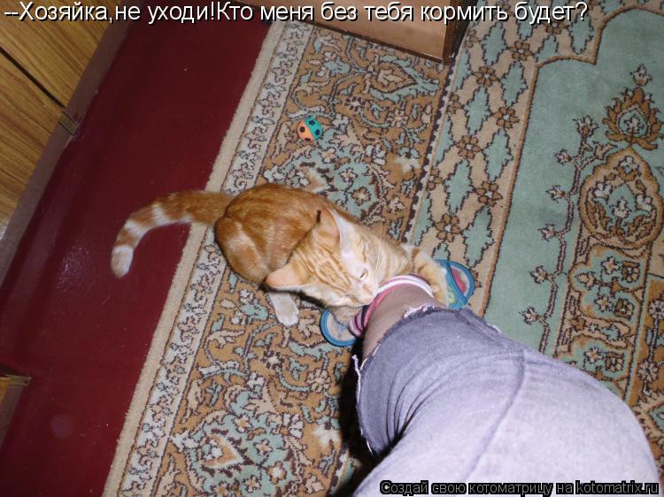--Хозяйка,не уходи!Кто меня без тебя кормить будет?... Котоматрица: --Хозяйка,не уходи!Кто меня без тебя кормить будет?