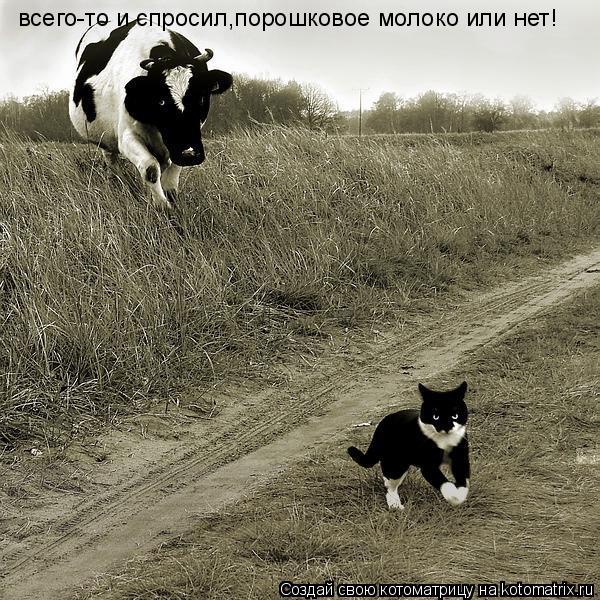 всего-то и спросил,порошковое молоко или нет!... Котоматрица: всего-то и спросил,порошковое молоко или нет!