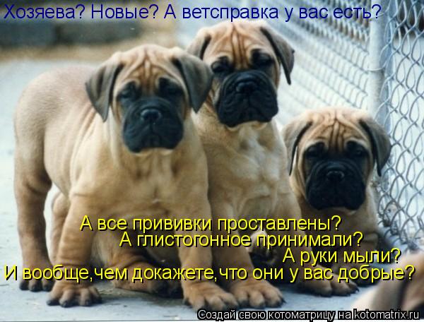 Хозяева? Новые? А ветсправка у вас есть? А все прививки проставлены? А глистогонное принимали? А руки... Котоматрица: Хозяева? Новые? А ветсправка у вас есть? А все прививки проставлены? А глистогонное принимали? А руки мыли? И вообще,чем докажете,что они у ва
