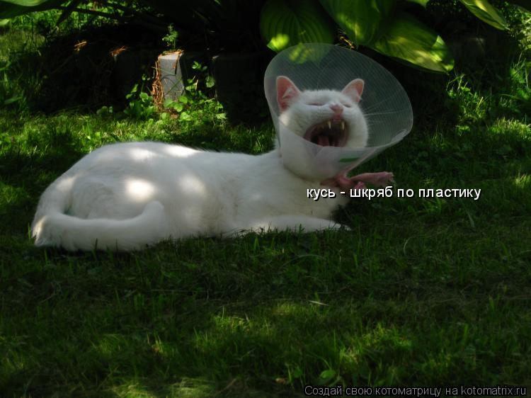 Котоматрица: кусь - шкряб по пластику