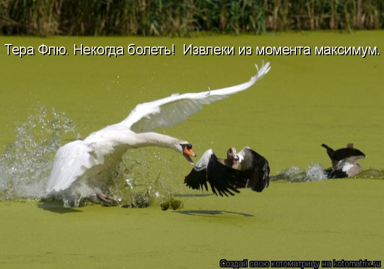 Тера Флю. Некогда болеть! Извлеки из момента максимум.... Котоматрица: Тера Флю. Некогда болеть! Извлеки из момента максимум.