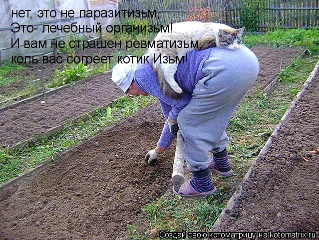 нет, это не паразитизьм, Это- лечебный организьм! И вам не страшен ревматизьм, коль вас согреет котик... Котоматрица: нет, это не паразитизьм, Это- лечебный организьм! И вам не страшен ревматизьм, коль вас согреет котик Изьм!