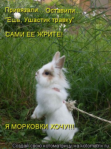 Котоматрица: Привязали... Оставили... "Ешь, Ушастик травку" САМИ ЕЕ ЖРИТЕ! Я МОРКОВКИ ХОЧУ!!!