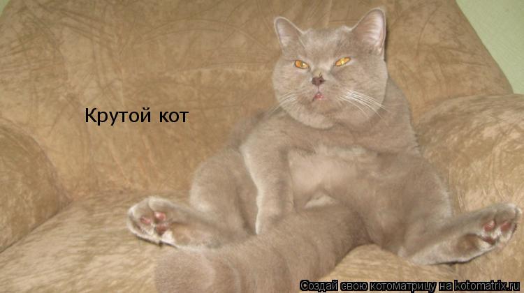 Крутой кот... Котоматрица: Крутой кот