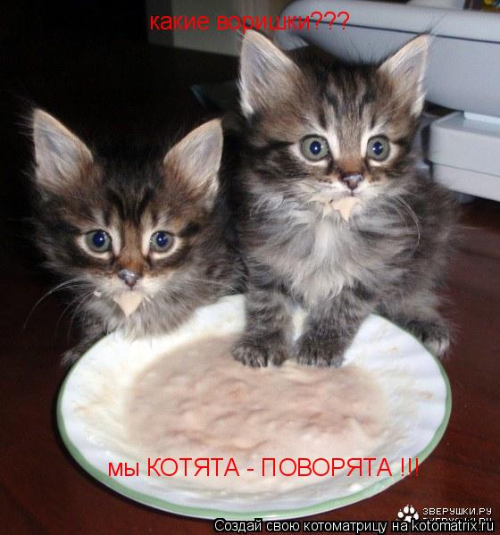 какие воришки??? мы КОТЯТА - ПОВОРЯТА !!!... Котоматрица: какие воришки??? мы КОТЯТА - ПОВОРЯТА !!!